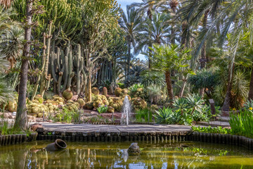 Fototapeta na wymiar Palmeral of Elche. Botanical garden of the huerto del cura in Elche, Alicante, spain