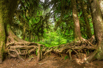 Intertwined roots of twol old trees in the Hoh rainforest - 455376876