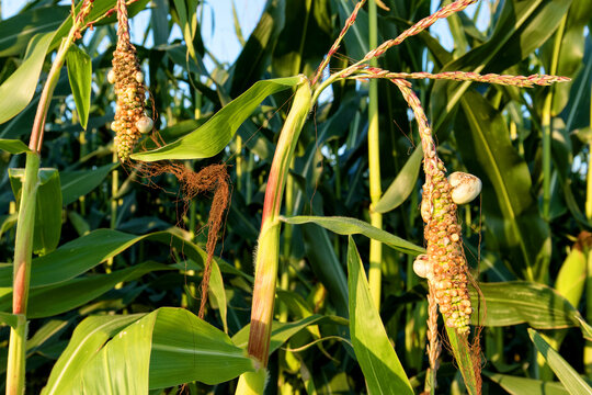 Corncob - Corn plant on the cornfield with Corn smut, Huitlacoche corn blight