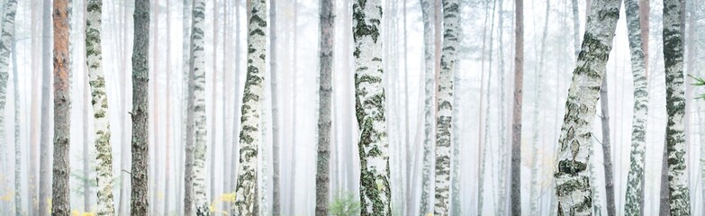 Majestic evergreen forest in a fog. Mighty trees, green and golden plants. Panoramic landscape....