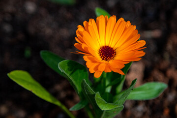 orange flower 
