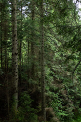 Trunks of high Ukrainian smerek against the background of a dense forest