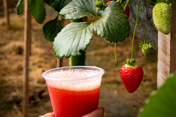 strawberry smoothie juice with strawberry in plantation