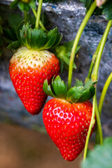 strawberry in a garden