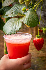 strawberry smoothie juice with strawberry in plantation hand hold