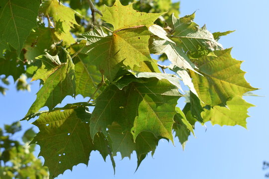 Sycamore Tree Leaves