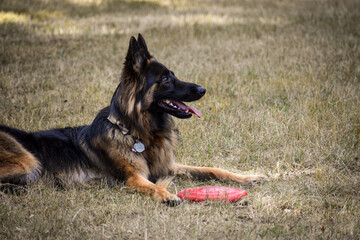 German Shepherd in field with frisbee - copy space