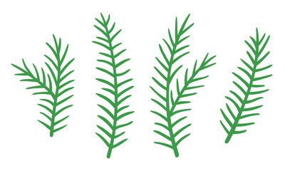 Vector set of spruce branches. Hand drawn botanical elements isolated on white background.