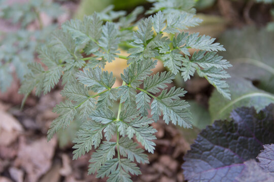 detail of a hemlock leaf in the organic garden