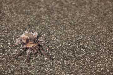 Animal.