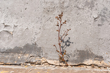 Old wall-  destroyed plaster. Grainy background- cracks, chips, peeling paint