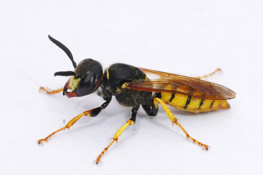 Closeup of a European beewolf,  Philanthus triangulum