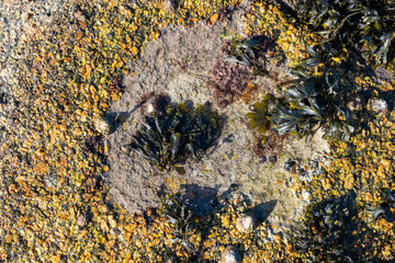 algae and lichen