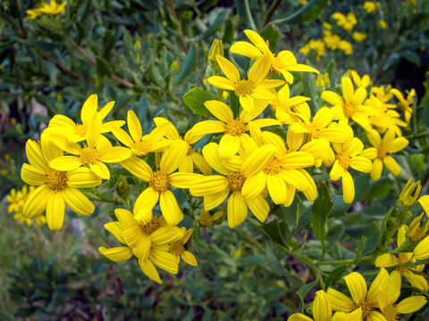 Boneseed Daisies (Chrysanthemoides monilifera) yellow flowers