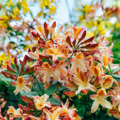 Fototapeta na wymiar Shrubs in bloom of Orange Japanese Rhododendron