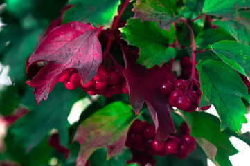 red and green leaves