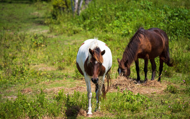 Wild Horses on Ocracoke