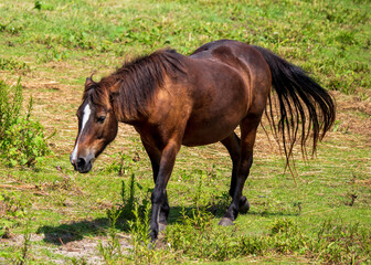 Wild Horses on Ocracoke