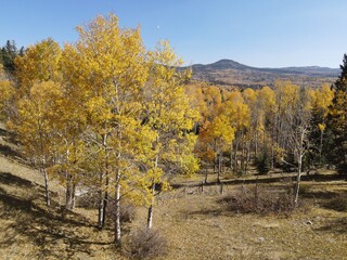 Changing fall colors of the aspen trees in the Northern New Mexico mountains
