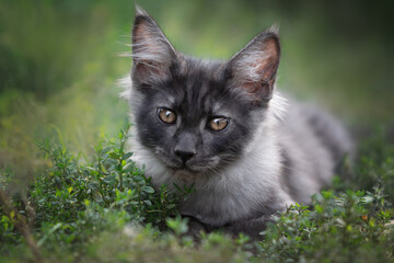 Naklejka na ściany i meble gray cat on grass