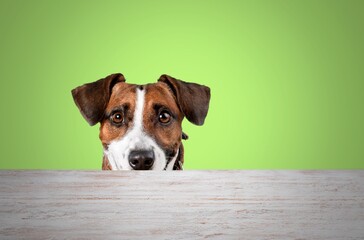Doggy.