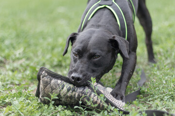 patterdale terrier