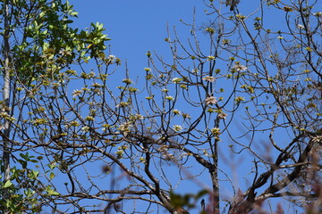 Cerrado