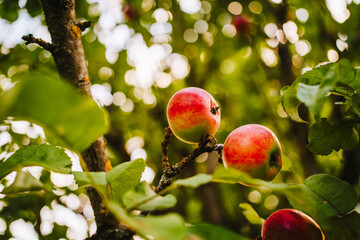 a green and rotten apple on a branch