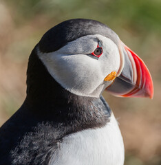 atlantic puffin or common puffin