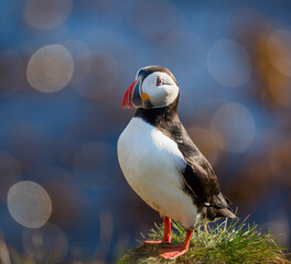 atlantic puffin at the seaside