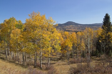 Fototapeta premium Changing fall colors of the aspen trees in the Northern New Mexico mountains