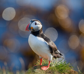 atlantic puffin at the seaside