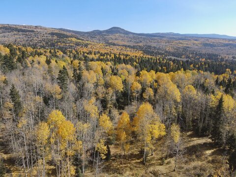 Changing fall colors of  trees in  Northern New Mexico