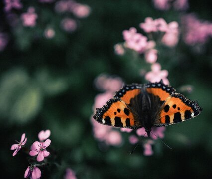 nature colour