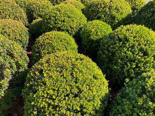 Round shaped bushes in a public park.