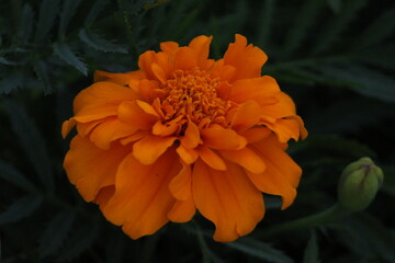 orange flower in the garden