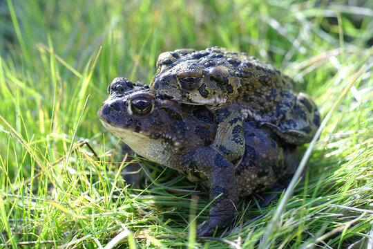 Closeup of a couple of Western Toads ,  Anaxyrus or Bufo boreas in the grass