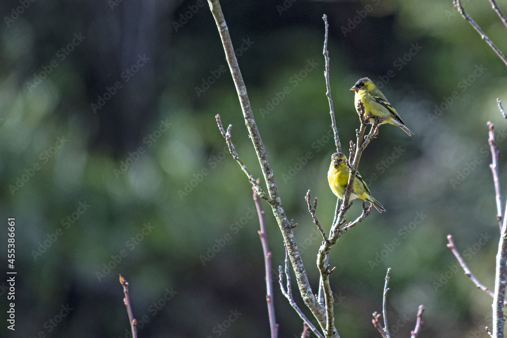 Poster beautiful view of a tiny yellow bird sitting on branches of the tree on a blurry background