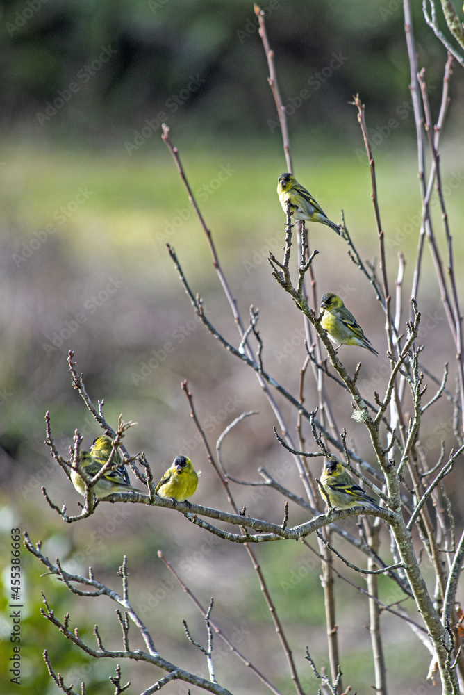 Poster beautiful view of a tiny yellow bird sitting on branches of the tree on a blurry background