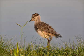 Southern Lapwing (Vanellus chilensis) Baby on the Grass on Lakeshore Walking to the Left
