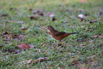 Female Brazilian Tanager (Ramphocelus bresilius) on the Ground
