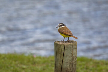 Great Kiskadee (Pitangus sulphuratus) on a Wood Trunk (wild kiskadee)
