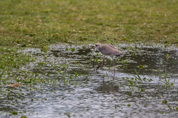 Southern Lapwing (Vanellus chilensis) Walking on the Grass on Lakeshore (Wild Adult Southern Lapwing)
