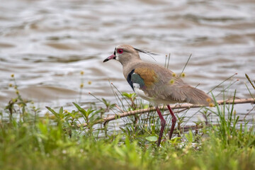 Southern Lapwing (Vanellus chilensis) on the Grass on Lakeshore (Wild Adult Southern Lapwing)
