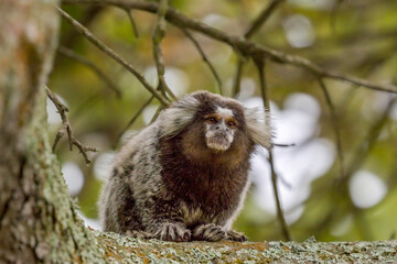 Common Marmoset (Callithrix jacchus) on a Trunk Tree (wild marmoset)
