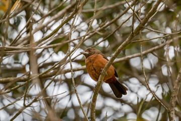Female Brazilian Tanager (Ramphocelus bresilius) on a Branch 
