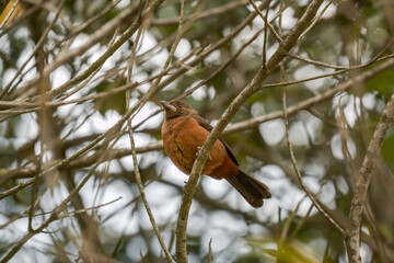 Female Brazilian Tanager (Ramphocelus bresilius) on a Branch 
