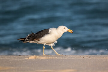 "Kelp Gull (Larus dominicanus dominicanus) Eating an Ant - Brazilian Gaivota Seagull"

