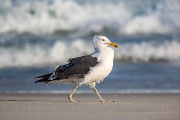 Kelp Gull (Larus dominicanus dominicanus)  on the Ground in the Center of the Image- Brazilian Gaivota Seagull
