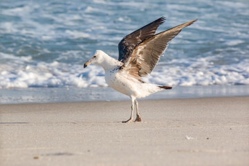 Kelp Gull (Larus dominicanus dominicanus) with Open Wings on the Seashore - Brazilian Gaivota Seagull
